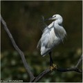 Aigrette_garzette_A18_2668_RC