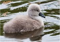 CYGNE_BEBE_