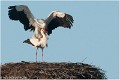 Cigogne_A13_0041_RC