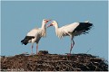 Cigogne_A13_0053_RC