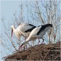 Cigogne_A13_0075_RC