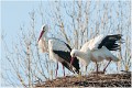 Cigogne_A13_0078_RC