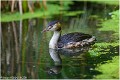 GREBE_HUPPE_Z19_3100_RC