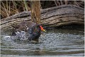 Galinulle_poule_d-eau_A17_4575_RC