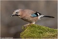 Geai_des_chenes_A18_0358_RC