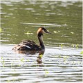 Grebe_Huppe_521_0726_RC