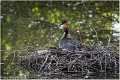 Grebe_huppe_A12_3416_RC
