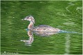 Grebe_huppe_A12_3426_RC