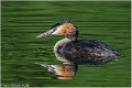 Grebe_huppe_A12_3445_RC