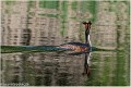 Grebe_huppe_A12_3473_RC
