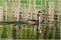 Grebe_huppe_A12_3475_RC