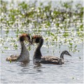 Grebes_huppes_521_0711_RC