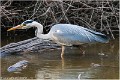 HERON_CENDRE_A14_2000