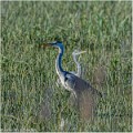 Heron_cendre_A10_8826_RC