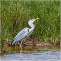 Heron_cendre_A14_1859_RC