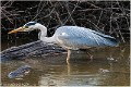 Heron_cendre_A14_2000_RC