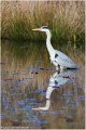 Heron_cendre_A16_0768_RC-2