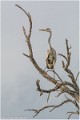 Heron_cendre_B16_3347_RC