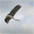 Heron_cendre_B16_3362_RC