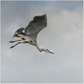 Heron_cendre_B16_3363_RC