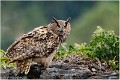 Hibou_moyen_duc_A19_2458_RC