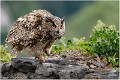 Hibou_moyen_duc_A19_2461_RC