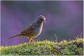 Moineau_Z20_0030_RC