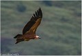 Vautour_fauve_A11_8798_RC