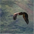 Vautour_fauve_A11_8850_RC