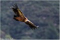 Vautour_fauve_A11_9123_RC