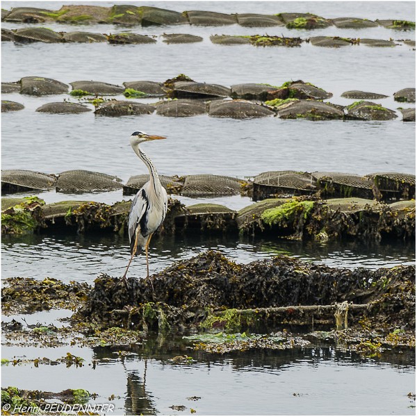 Saint Cado_B16_1953_RC.jpg