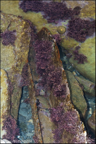 COTE BASQUE_B15_0274_RC.JPG