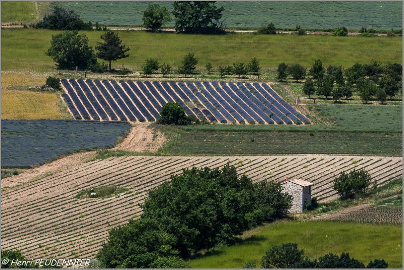 Lavandes_Provence_A16_2269_RC.JPG