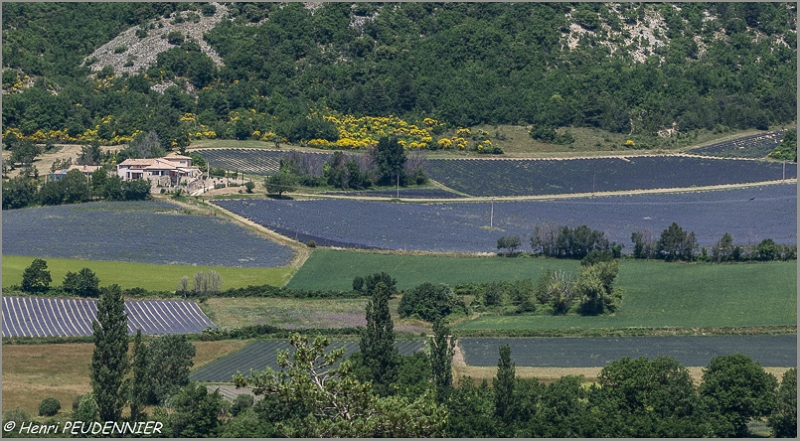 Lavandes_Provence_A16_2281_RC.JPG