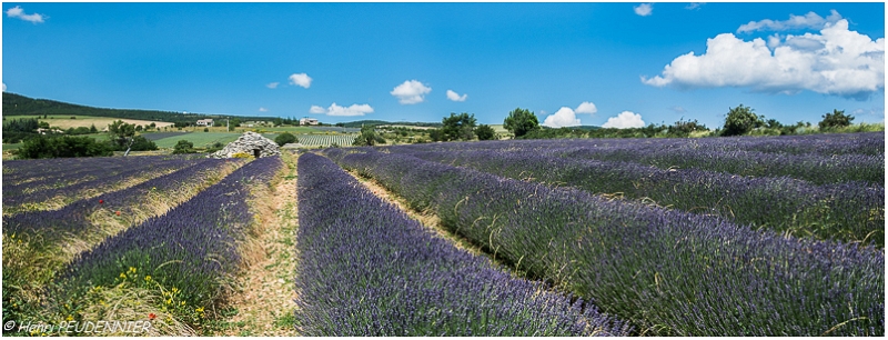 Lavandes_Provence_B16_1712_RC.JPG