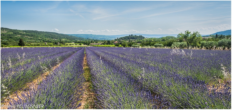 Lavandes_Provence_B16_1741_RC.JPG
