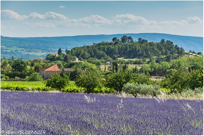 Lavandes_Provence_B16_1742_RC.JPG