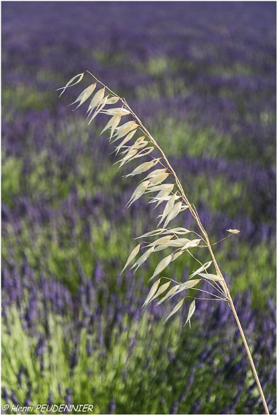 Lavandes_Provence_B16_1779_RC.JPG
