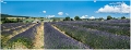 Lavandes_Provence_B16_1712_RC