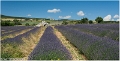 Lavandes_Provence_B16_1714_RC