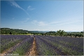 Lavandes_Provence_B16_1735_RC