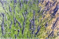 Lavandes_Provence_B16_1738_RC