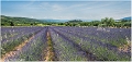 Lavandes_Provence_B16_1741_RC